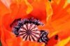 Poppy