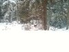 snow-17