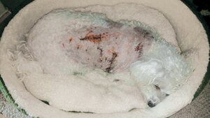 Contributed Hannah, a 12-year-old bichon frise, recuperates from hours of surgery after being attacked by a bobcat April 24.