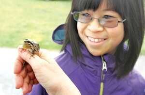 Josephine Yen, 12, of Bellevue, looks and listens as a male Pacific tree frog fills its vocalizing sack at the 2013 Newcastle Earth Day event. By Greg Farrar 