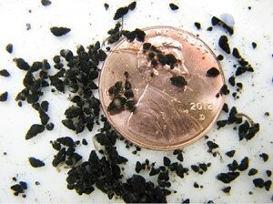 Contributed Invasive mudsnails like the ones above have been found in May Creek.