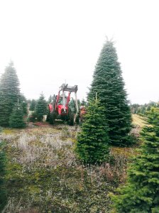 Contributed This 20-foot tree will make a valiant appearance at the Newcastle Fruit and Produce's holiday event Nov. 26.