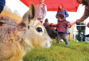 By Greg Farrar A Patagonian cavy named Superman sits on a lawn under the Animal Encounters tent during the 2014 Newcastle Earth Day celebration at Lake Boren Park. This year’s event takes place from 10 a.m. to 3 p.m., Saturday, April 18.