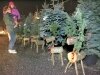 Tree Lighting 08