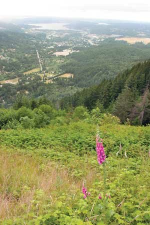 poo-poo-trail-tigermt-copye Downtown Issaquah and Lake Sammamish are easily visible in the valley behind a foxglove flower, from near the top of the Chirico Trail hike to Poo Poo Point on Tiger Mountain. By Christopher Huber