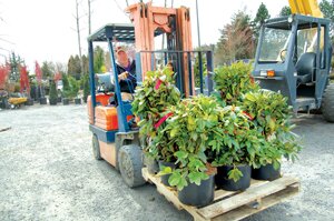 By Christina Corrales-Toy Dave Franklin, Newcastle Fruit & Produce owner, operates a forklift as he busily prepares for the grand opening of his popular seasonal stand.